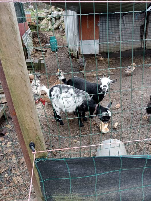 Cabras anãs fêmeas