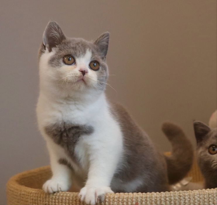 Kocurek brytyjski z Rodowodem FPL