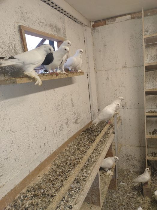 Gołębie pocztowe , ozdobne mewki