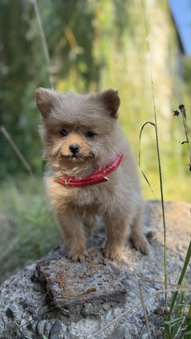 Міні дівчинка чекає на найгарнішу маму