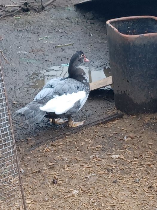 Aves de campo domesticas