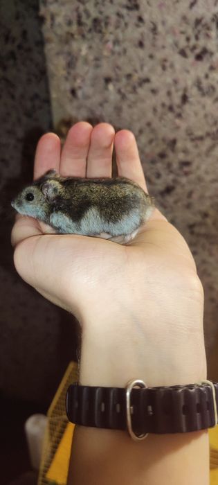 Хом'ячки грузуни джунгарики