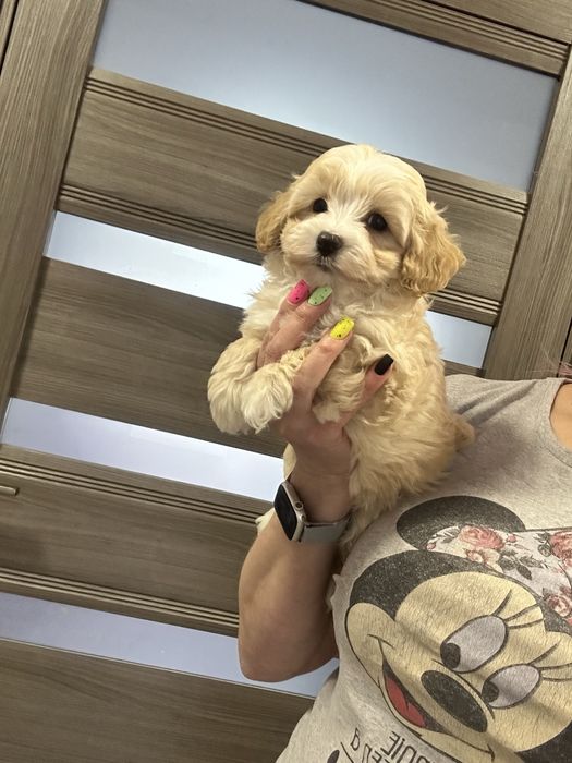 Милаш мальтипу ф1