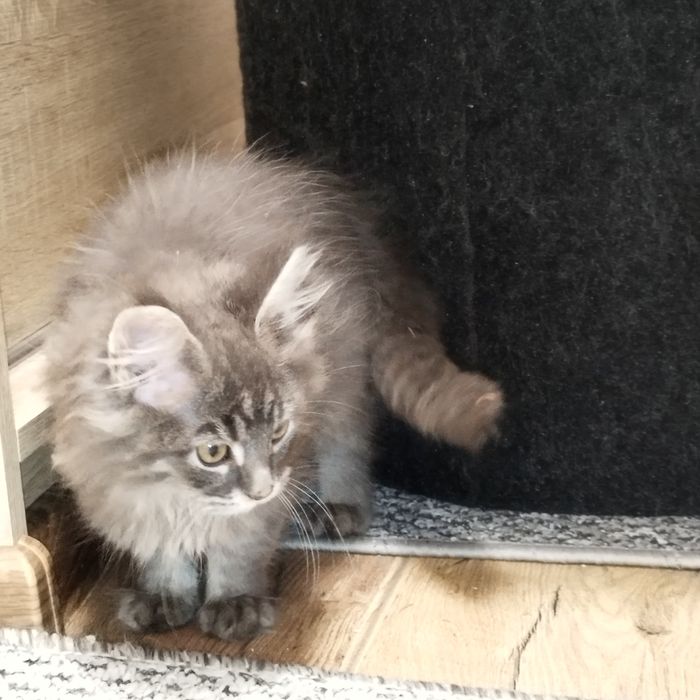 Kocurek niebieski Maine Coon