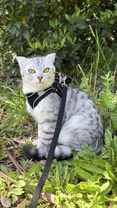 Gato macho boa linhagem