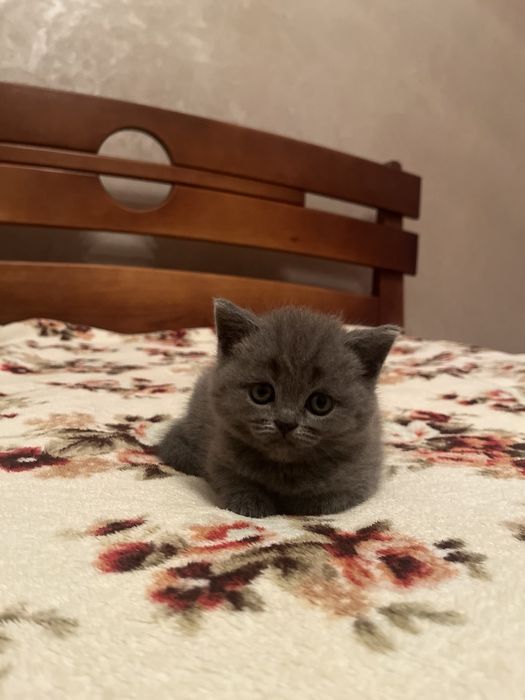 Продам Британських чистокровних  кошенят !