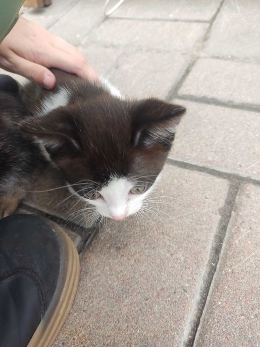 Кошенята у добрі руки