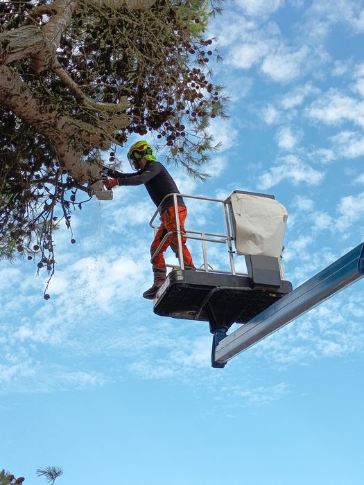 Aluguer de grua com cesto
