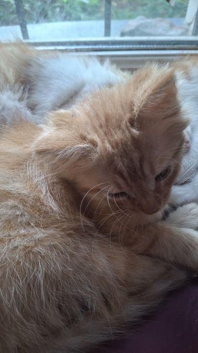 Котята приручення до горшка і вулиці