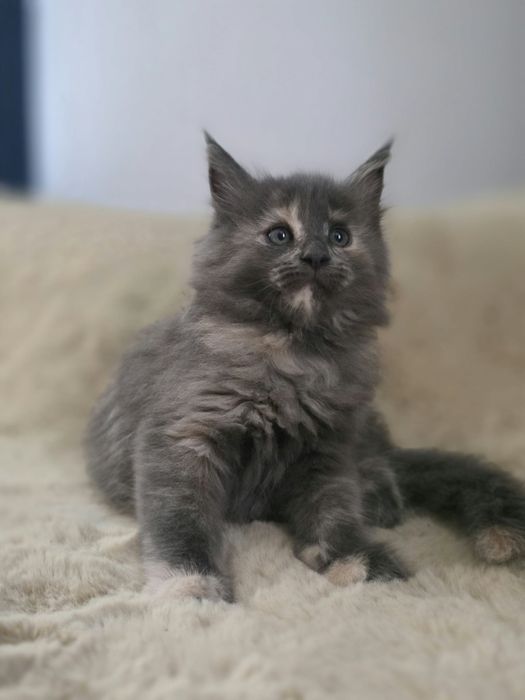 Kotka Maine Coon