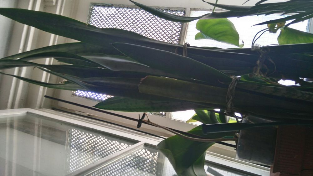 Espadas de S Jorge S. Jacinto