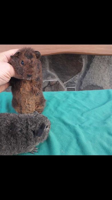 Морські свинки, Тедді