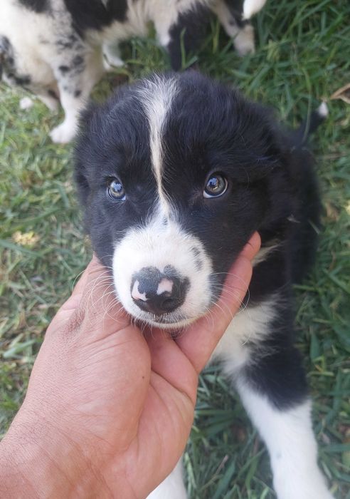 Collie preto e branco