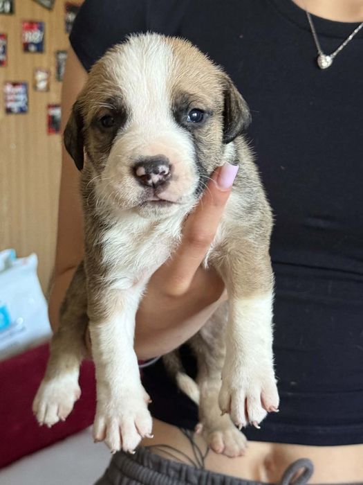 Oddam za darmo szczeniaki rasy pitbull
