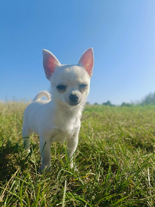 Chihuahua suczka