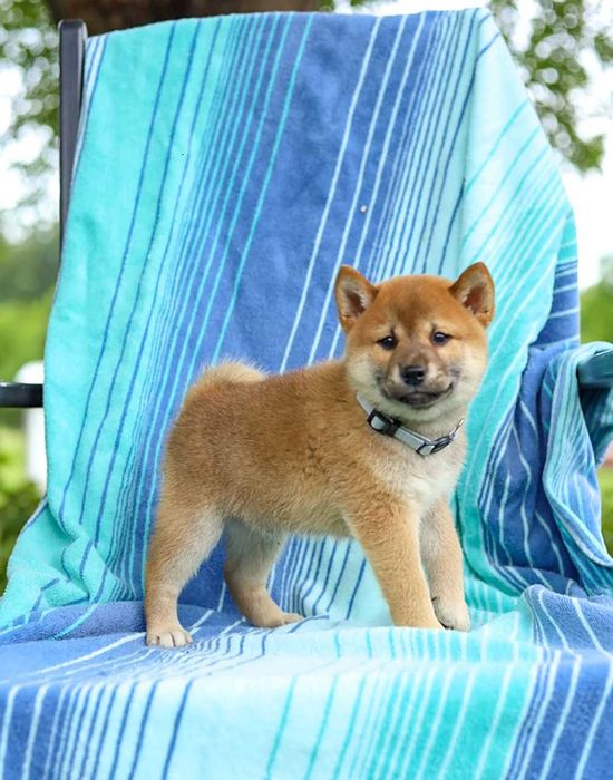 Shiba inu dsponivel