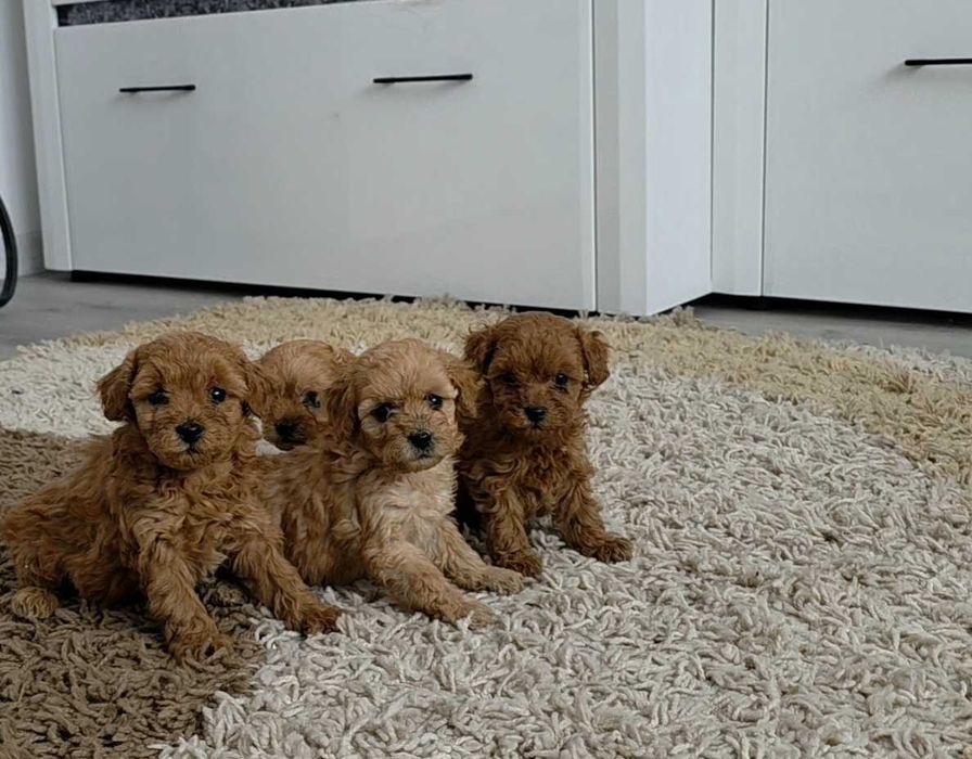 Pudel Toy szczeniak piesek