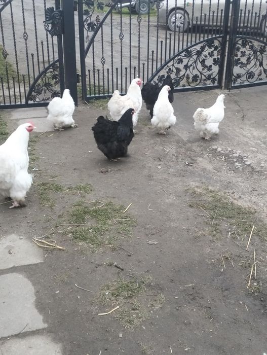 Kochiny olbrzymie 1+3