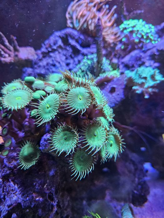 Pack de 5 corais faceis