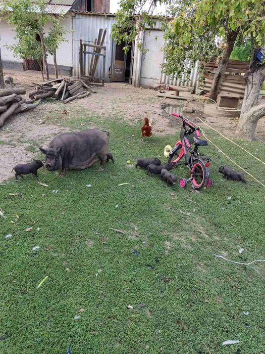 В'єтнамські поросятка(сікачі))