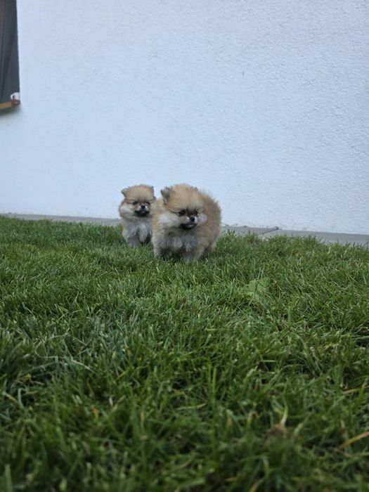 Pomeranian szpic miniaturowy ZKwP FCI