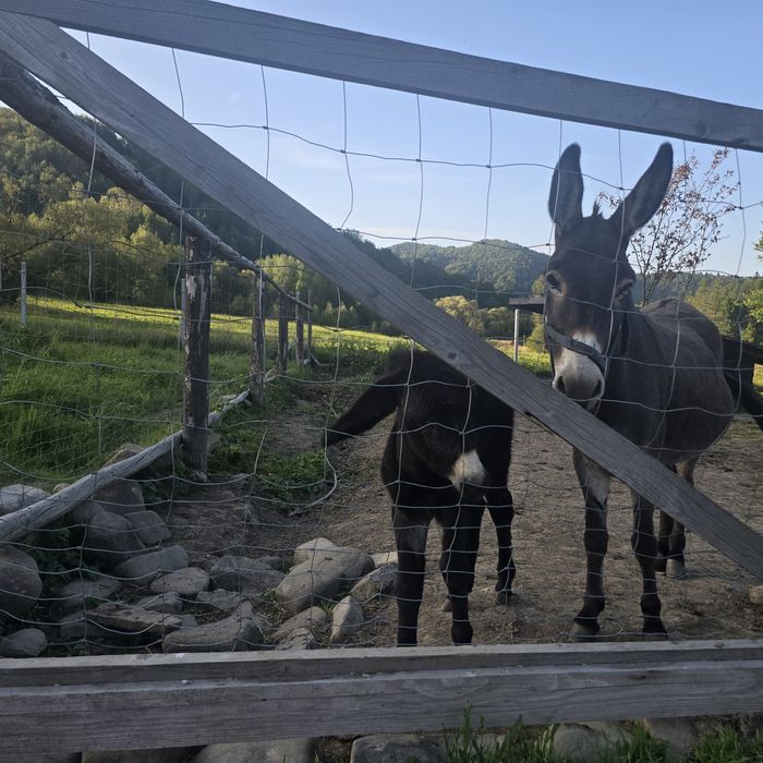 Osioł klacz 2025 rok