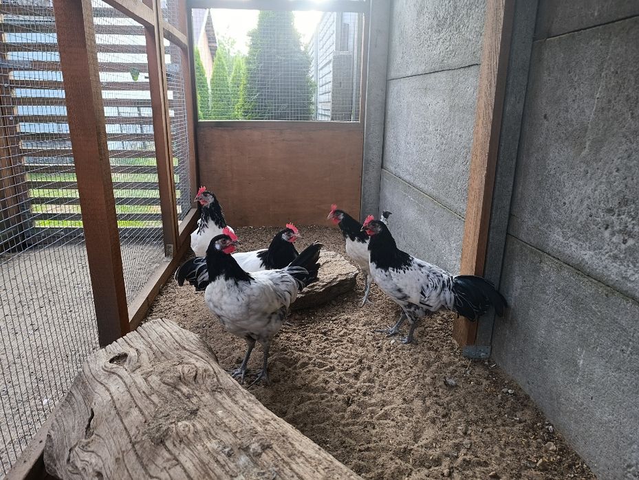 Koguty lakenfelder ozdobne, vorwerk, fryzyjskie, hamburskie, wyandotta