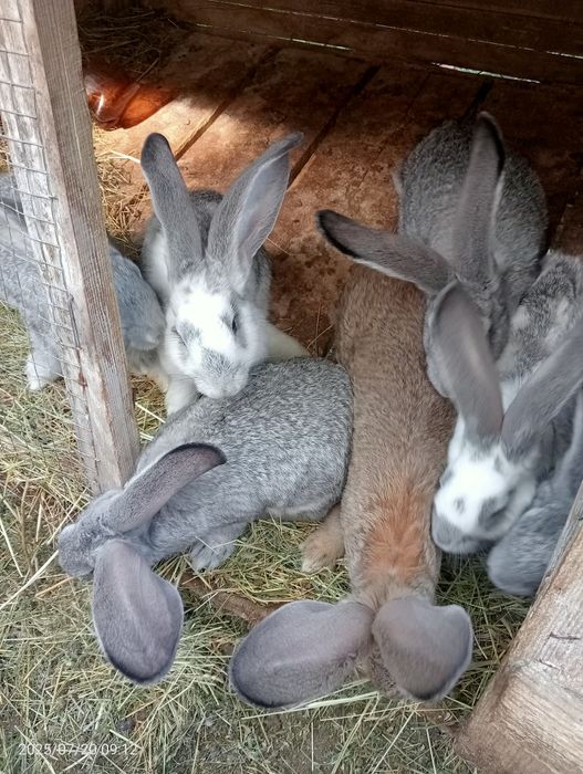 Кролі  і мододняк