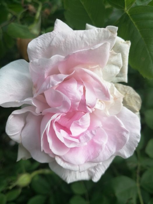 Syrop z płatków dzikiej róży