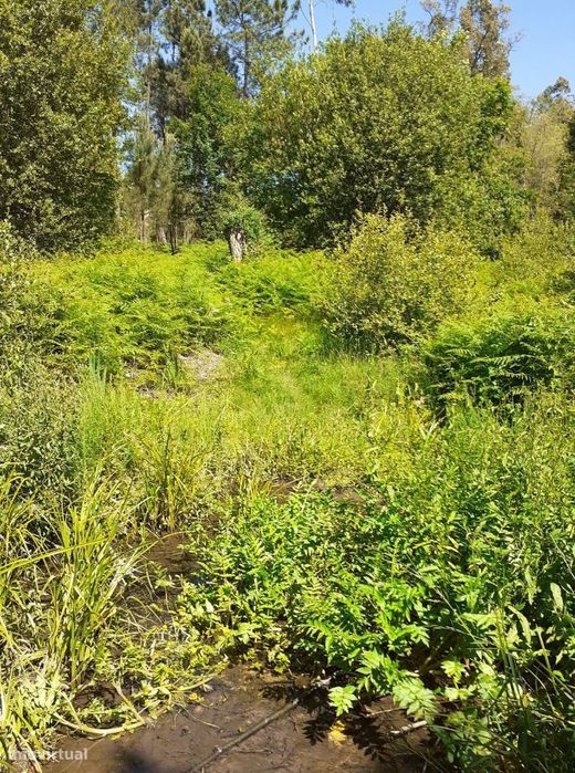 Plot of Land in Sanguedo, Santa Maria da Feira, 2923 m²