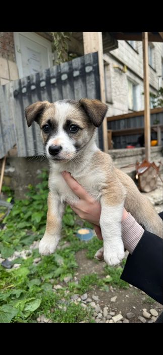 Цуценята безкоштовно