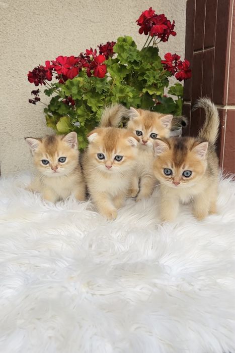 Котятка золота шинила 1,5 міс.