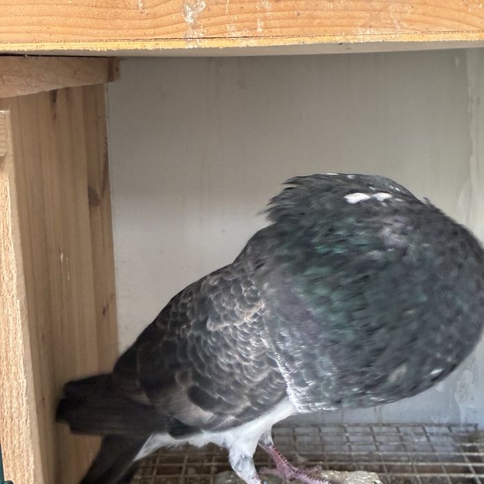 Pombos gaditanos em VNG