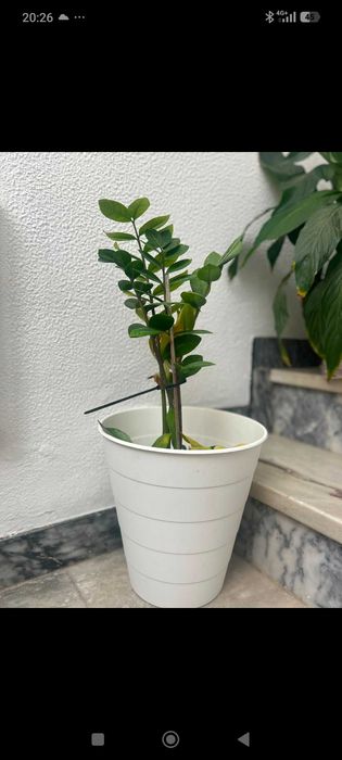 Plantas diversas