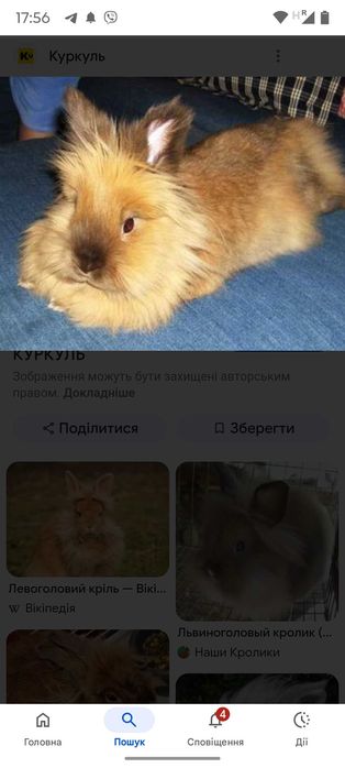 Кролики  Гарні карликові.