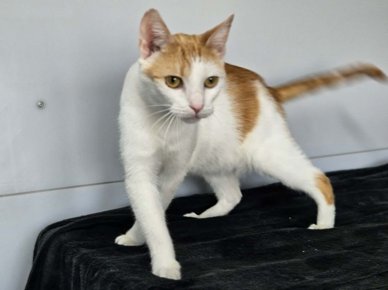 Fox szuka domu tymczasowego!