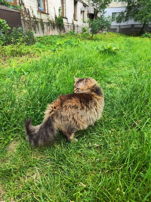 Стерилізована пухнаста красуня