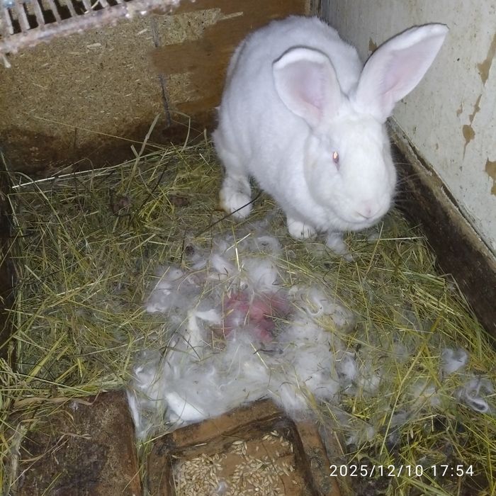 Продам кролі .Самки,самці,молодняк .с.Лешків