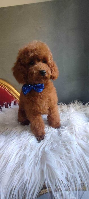 Cavapoo  - cude dziewczyny   do rezerwacji.