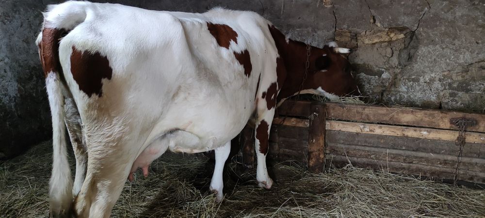 Продам айширку на хозяйство