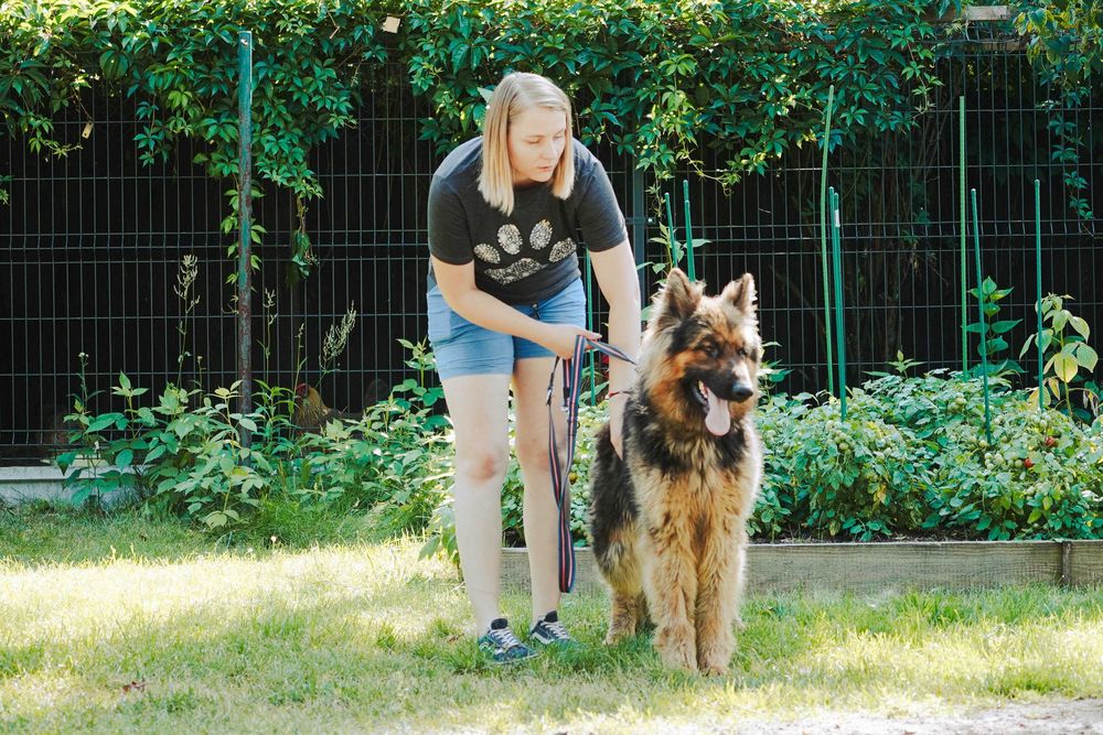 Leon - piękny pies w typie owczarek niemiecki