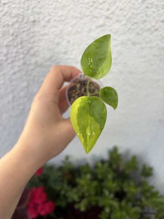 Alocasia Cuculata Aurea