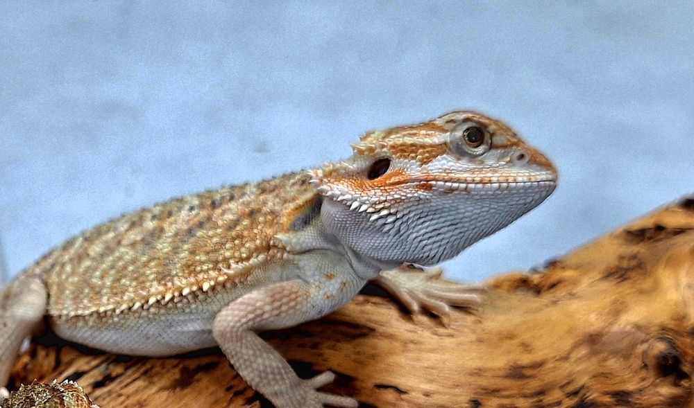 Agama brodata młoda samiczka Wołomin