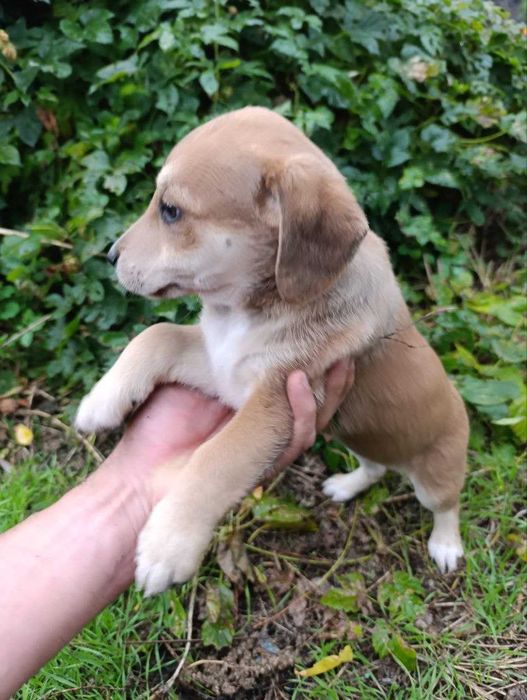 Віддам цуценят в добрі люблячі руки.