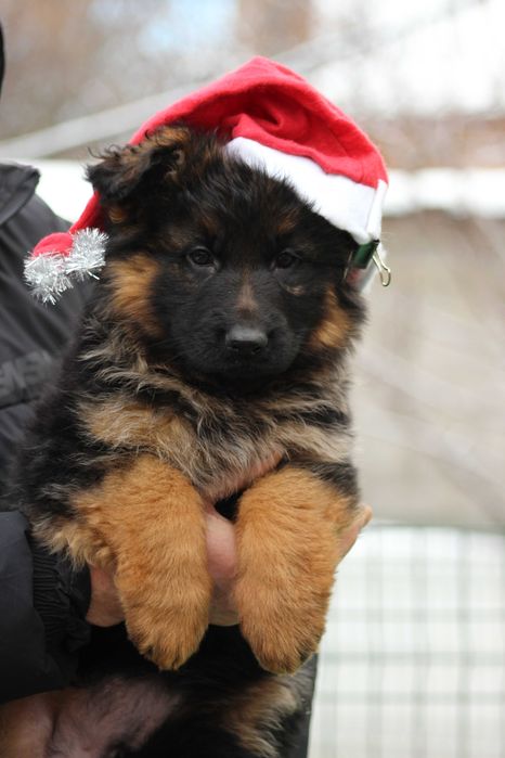 Гарні Дівчата Німецької  Вівчарки