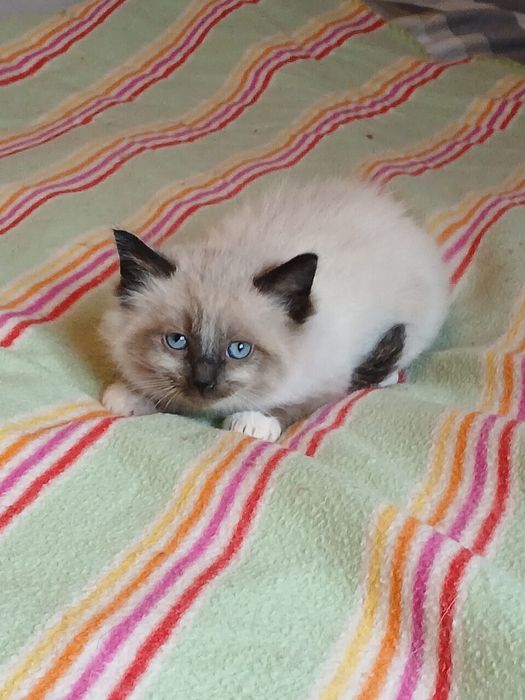 Ragdoll śliczna kotka