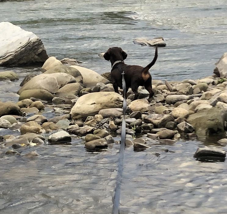 Шоколадний красунчик такса шукає подружку