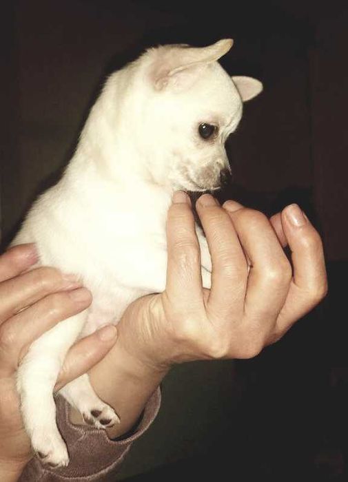 Цуценята чіхуахуа