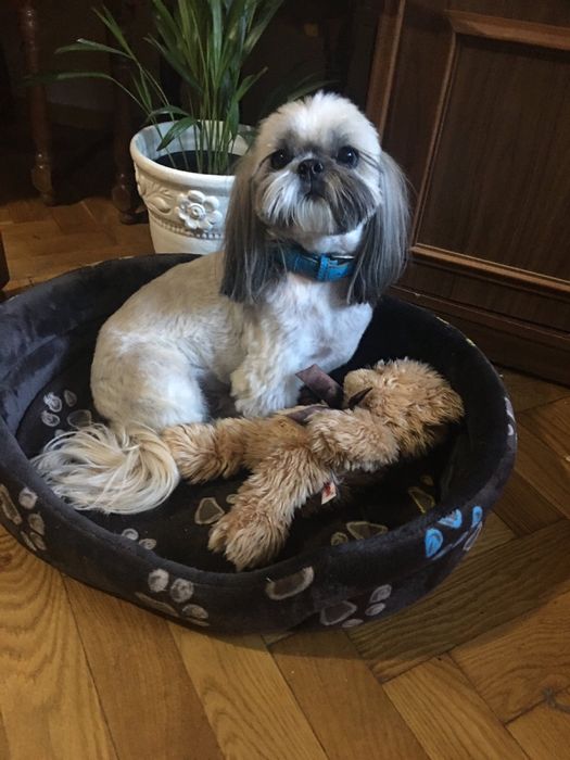 Квартирная передержка/отель