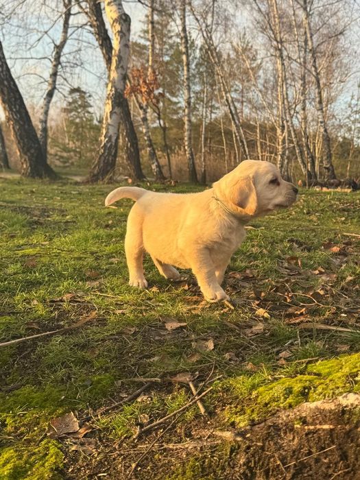 Хлопчики та дівчатка лабрадора з документами КСУ